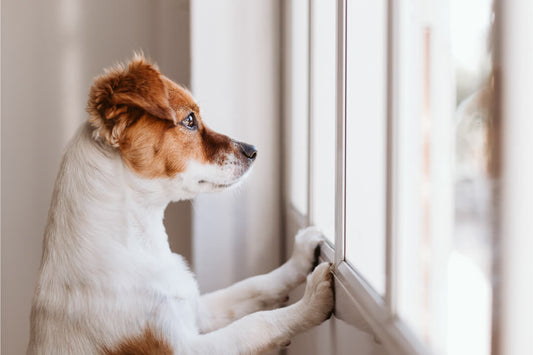 5 Things You Can Do to Fight Flea Intruders
