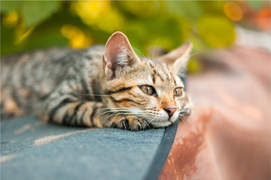 Did You Remember Fighting Fleas On the 21st Night of September?