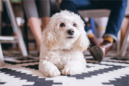 Flea & Tick Topicals Don’t Work…Unless You Follow These 6 Steps