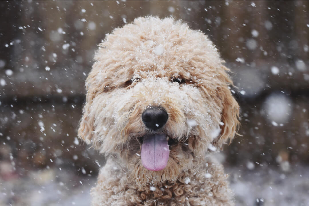 Fleas Aren’t Freezing in the Winter