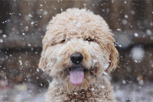 Fleas Aren’t Freezing in the Winter