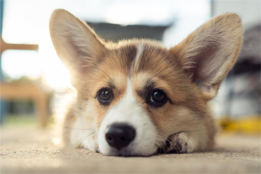 Hear That? This Is What You Need to Know About Ear Infections