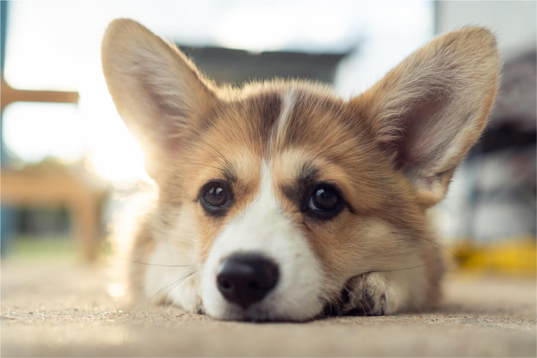 Hear That? This Is What You Need to Know About Ear Infections